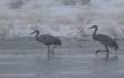 Greater Sandhill Cranes endure harsh winter conditions IMG_1470 Slide #00000-00000