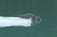 Harbor Seal youngster about to enter the water IMG_2764 Slide #00000-00000