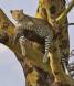 Healthy Leopard resting in a Fever Tree IMG_9852 Slide #00000-00000
