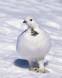 Hen white-tailed Ptarmigan just starting to turn to summer plumage Slide #00000-00000