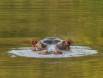 Hippopotamus flicking water out of its left ear after surfacing CGS10800 Slide #00000-00000
