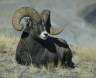 Huge full curl Montana Rocky Mountain Bighorn 9000 Slide #00000-00000