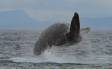 Humpback Whale breaching in Frederick Sound, Alaska IMG_2146 Slide #00000-00000
