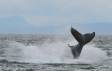 Humpback Whale causing a huge splash IMG_2148 Slide #00000-00000