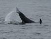 Killer Whale ready to slap the surface with its tail while feeding CGS17608 Slide #00000-00000