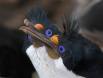 King Cormorants in courtship behavior IMG_8091 Slide #00000-00000