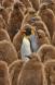 King Penguin adult surrounded by chicks 0R7E2871 Slide #00000-00000