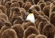 King Penguin adult surrounded by Oakum Boys-jouvenile King Penguins 0R7E2714 Slide #00000-00000