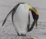 King Penguin satisfying an itch IMG_9305 Slide #00000-00000
