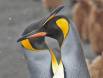 King Penguins courting in snowstorm 0R7E2739 Slide #00000-00000