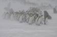 King Penguins march to the sea with katabatic winds swirling snow around 0R7E1741 Slide #00000-00000