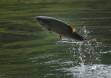 King Salmon leaping out of the water CGS13783 Slide #00000-00000