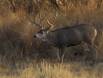 Large Mule Deer Buck with swollen neck during the rut CGS17360 Slide #00000-00000