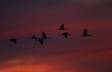 Last flight of the day-Greater Sandhill Cranes CGS18350 Slide #00000-00000