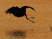 Late arrival-Greater Sandhill Crane landing at watery roost CGS17644 Slide #00000-00000