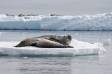 Leopard Seal adult keeps alert while Pup nurses 0R7E4827 Slide #00000-00000