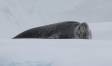 Leopard Seal issueing a low growl 0R7E3067 Slide #00000-00000