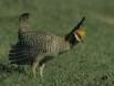 Lesser Prairie Chicken Cock booming on ancertral lek 235 9000 Slide #00000-00000