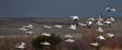 Light Geese flight in landing pattern CGS18912 Slide #00000-00000
