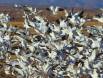 Light Goose mass ascension CGS 14285 Slide #00000-00000