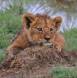 Lion cub with dirt mound pillow IMG_8154 Slide #00000-00000
