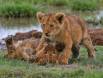 Lion Cubs at play IMG_8228 Slide #00000-00000