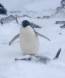 Male Adelie Penguin standing guard in snow and ice storm over nesting mate 0R7E3208 Slide #00000-00000