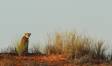 Male Cheetah atop red dune in the Kgalagadi Transfrontier Park IMG_6821 Slide #00000-00000
