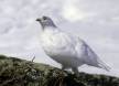Male White-tailed Ptarmigan in winter coat with red eyebrow showing Slide #00000-00000