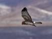 Marsh Hawk hunting at Bosque del Apache IMG_0673 Slide #00000-00000