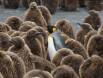 Mature King Penguin surrounded by Chicks 0R7E2637 Slide #00000-00000