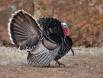Merriams Tom Turkey in full strut 0R7E4718 Slide #00000-00000