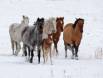 Multicolored band of Wild Horses in the snow 0R7E5813 Slide #00000-00000