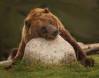 Napping Grizzly Bear uses a rock as a pillow IMG_9861 Slide #00000-00000