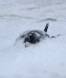 Nesting Adelie Penguin covered with snow and ice 0R7E3228 Slide #00000-00000