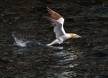 Northern Gannet trying to get airborn IMG_2096 Slide #00000-00000