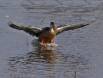 Northern Shoveler Hen making a water landing CGS16627 Slide #00000-00000