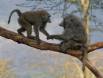 Olive Baboons playing tag 0R7E8436 Slide #00000-00000