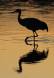 On golden pond-Greater Sandhill Crane CGS16897 Slide #00000-00000