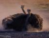 Ostrich dusting as the setting sun tints the atmosphere IMG_0507 Slide #00000-00000