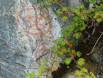 Pictograph in Misty Fjord National Park, Alaska CGS14835 Slide #00000-00000