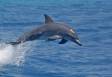 Porpoising Bottle-nosed Dolphin with two parasitic Suckerfish attached _MG_4065 Slide #00000-00000