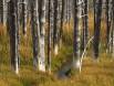Preserved Lodgepole Pine Trees in Yellowstone Park CGS11881 Slide #00000-00000