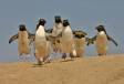 Rockhopper Penguin group hurrying to the sea IMG_3068 Slide #00000-00000