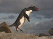 Rockhopper Penguin hopping with nesting material in mouth 0R7E8803 Slide #00000-00000