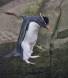 Rockhopper Penguin in mid air 0R7E7225 Slide #00000-00000