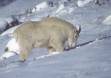 Rocky Mountain Goat foraging in the snow for food 5000 Slide #00000 00000