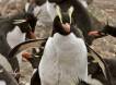 Royal Crested Penguin portrait IMG_3295 Slide #00000-00000
