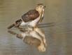 Seeing double-Two Gabar Goshawk at bathing puddle IMG_4560 Slide #00000-00000