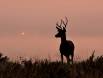 Silhouetted Mule Deer with a light showing through the fog IMG_6670 Slide #00000-00000
